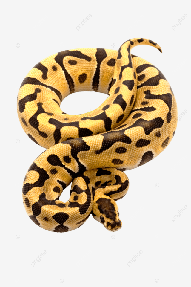 Ball python zoology exotic zoology ball python wildlife png transparent image and clipart for free download