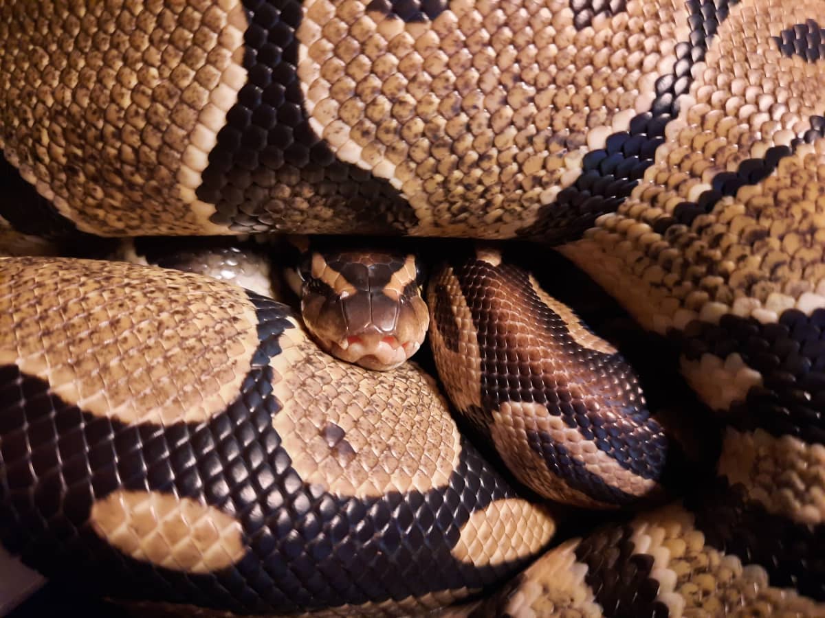 Mon health problems in pet snakes