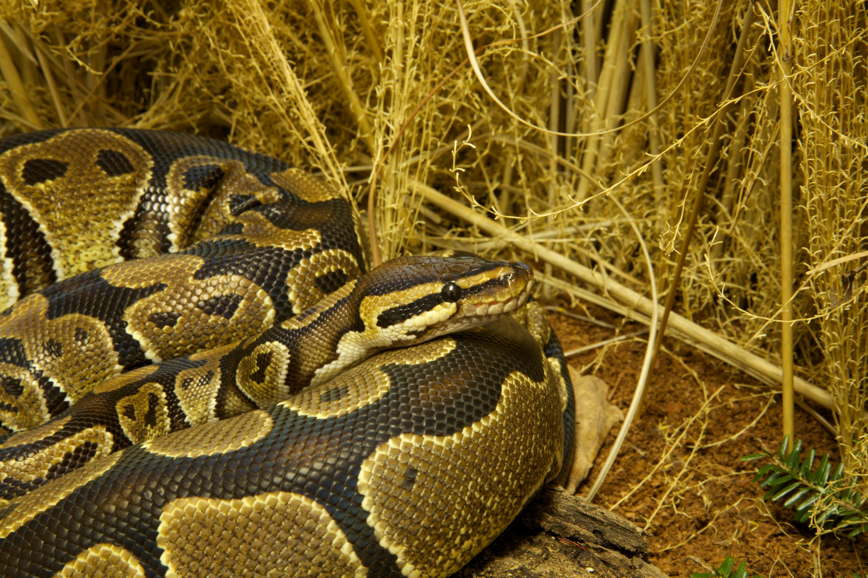 Ball python plete lighting and heating guide â zen habitats
