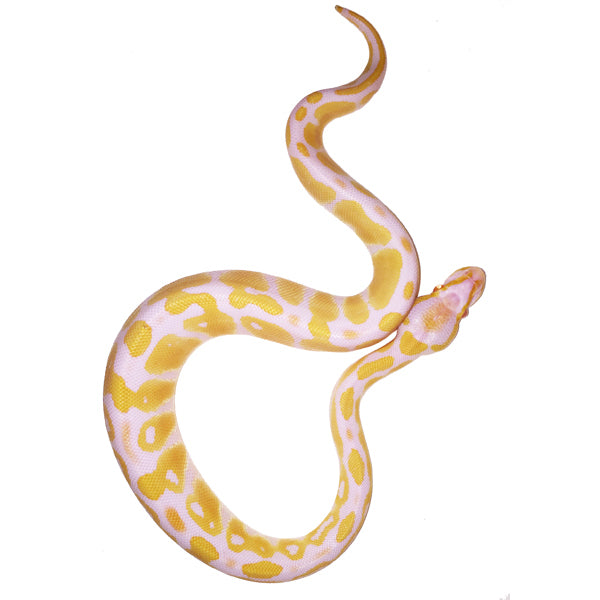 Buy albino ball pythons â big apple pet supply