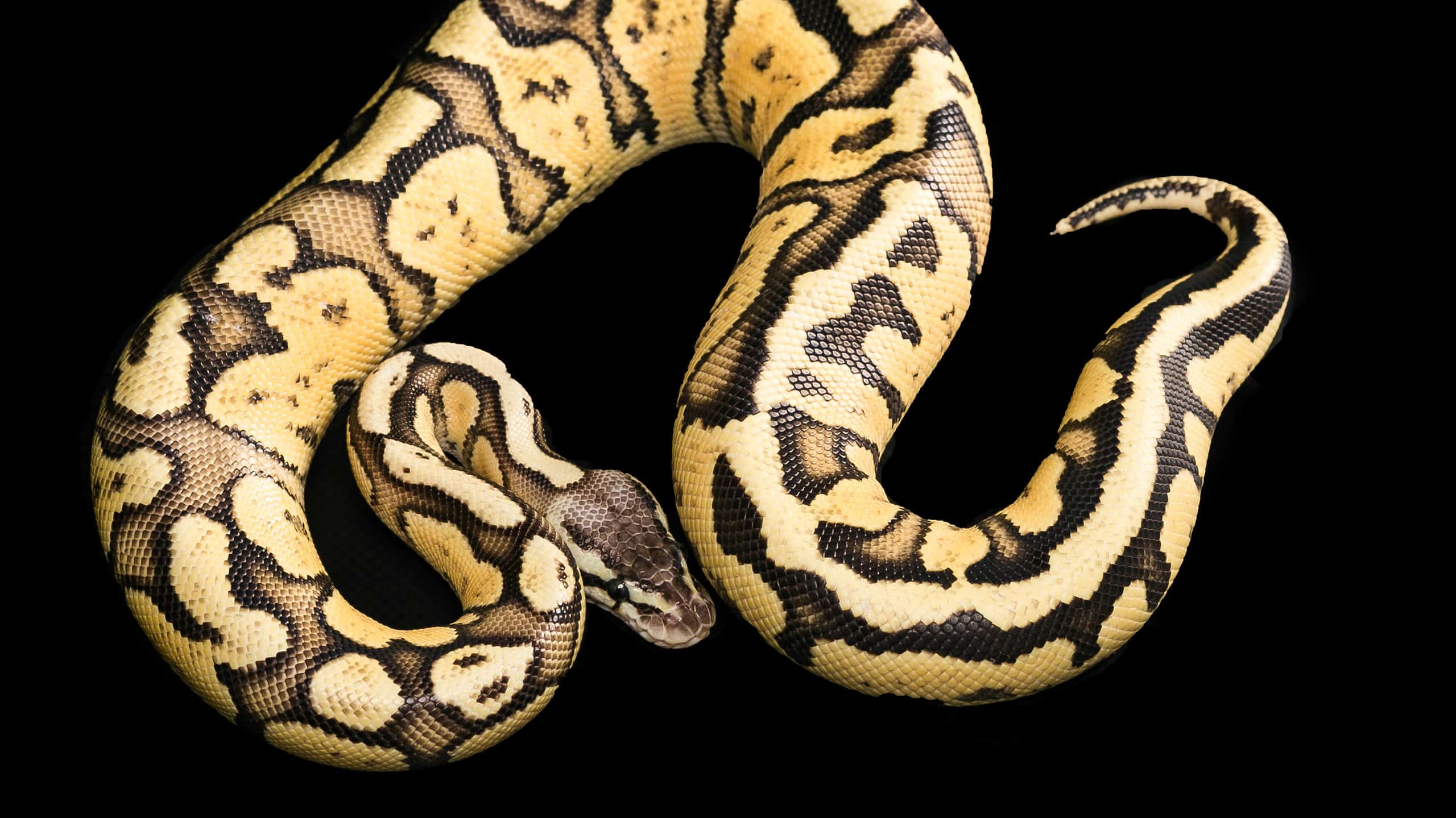 Firefly ball python animal facts python regius