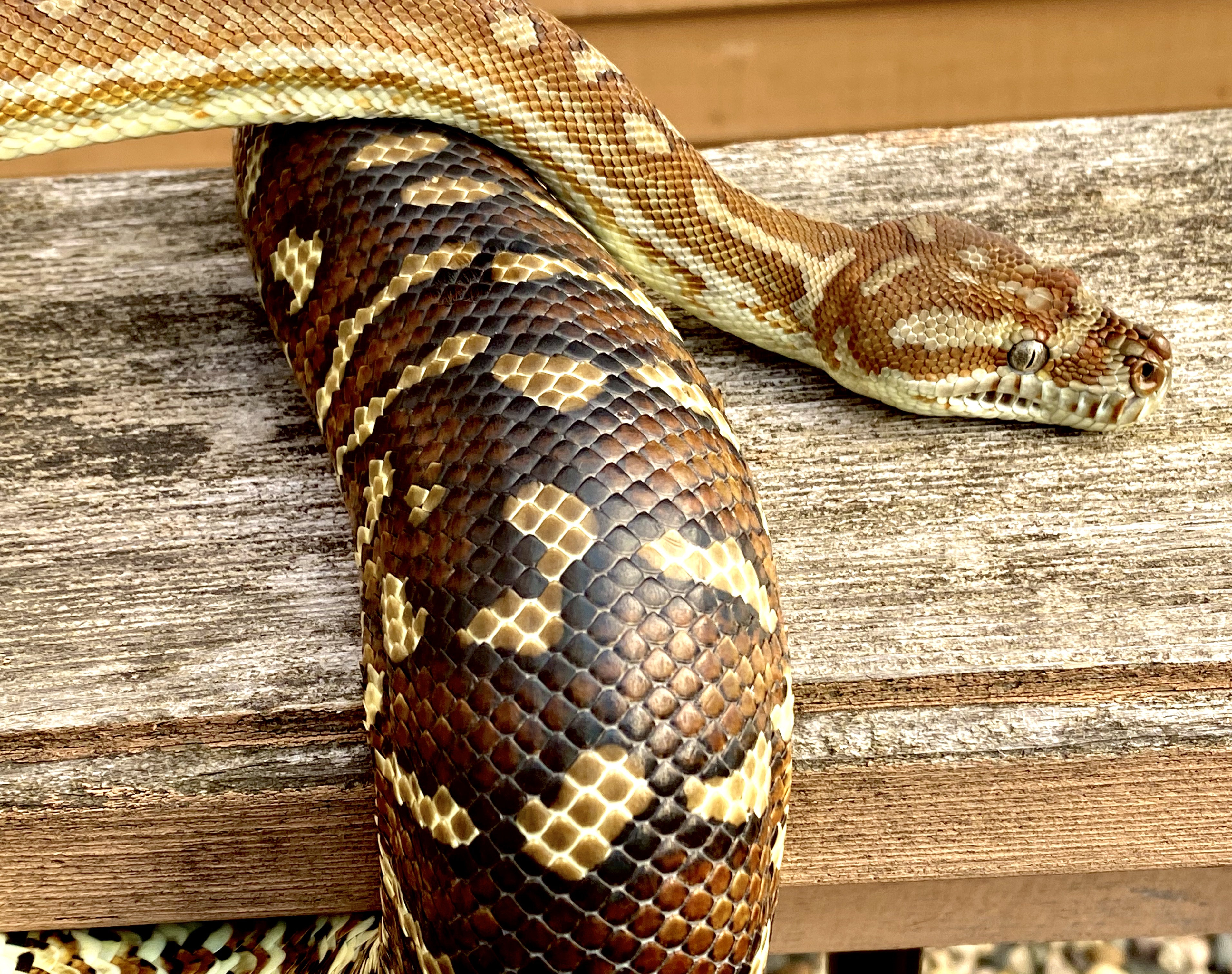 Carpet python vs boa