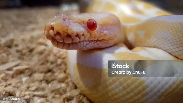 Close up an albino ball python in yellow white color with stay still motion red eyes young animals python regius albino burmese pythons snake stock photo