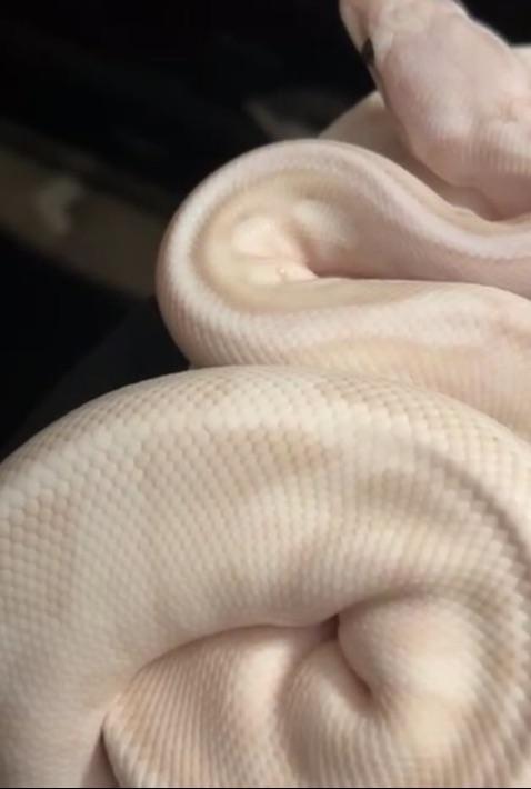 Why is my ball python losing color rballpython