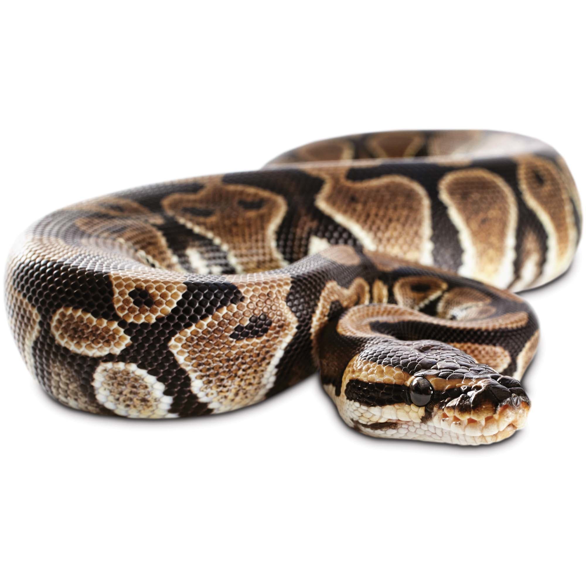 Ball pythons for sale python regius