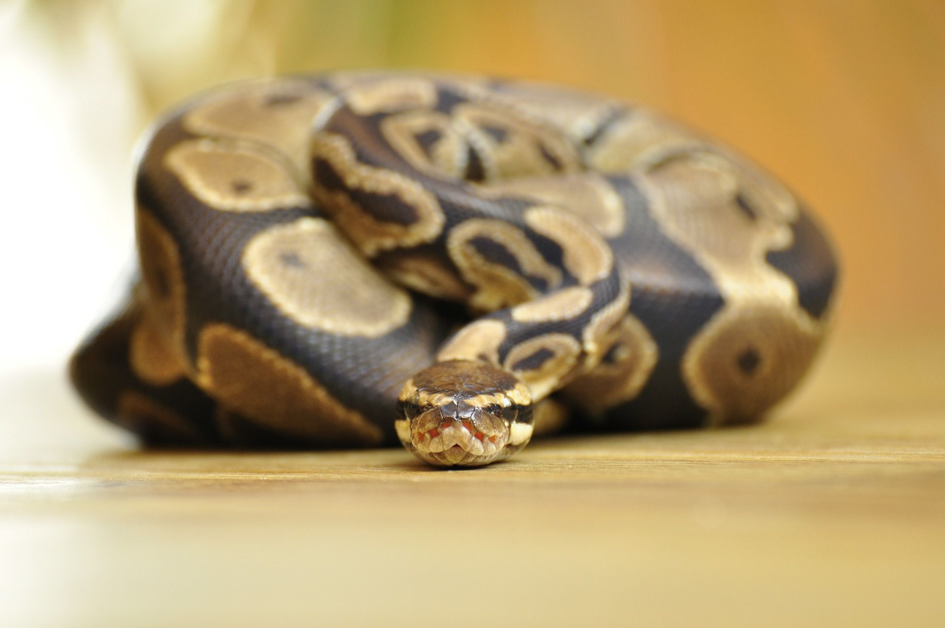 Feeding your pet ball pythons