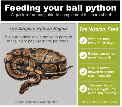 Ball python feeding tips