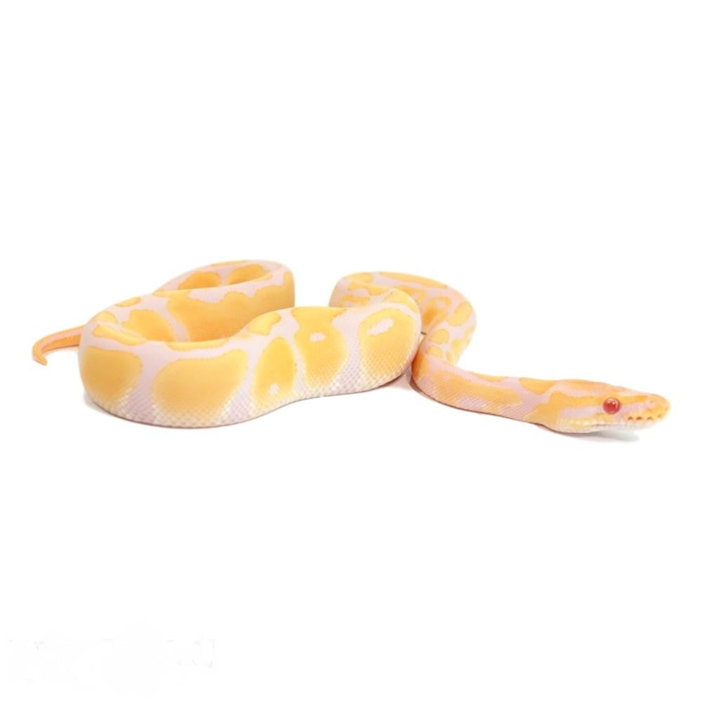 Candino ball pythons â big apple pet supply