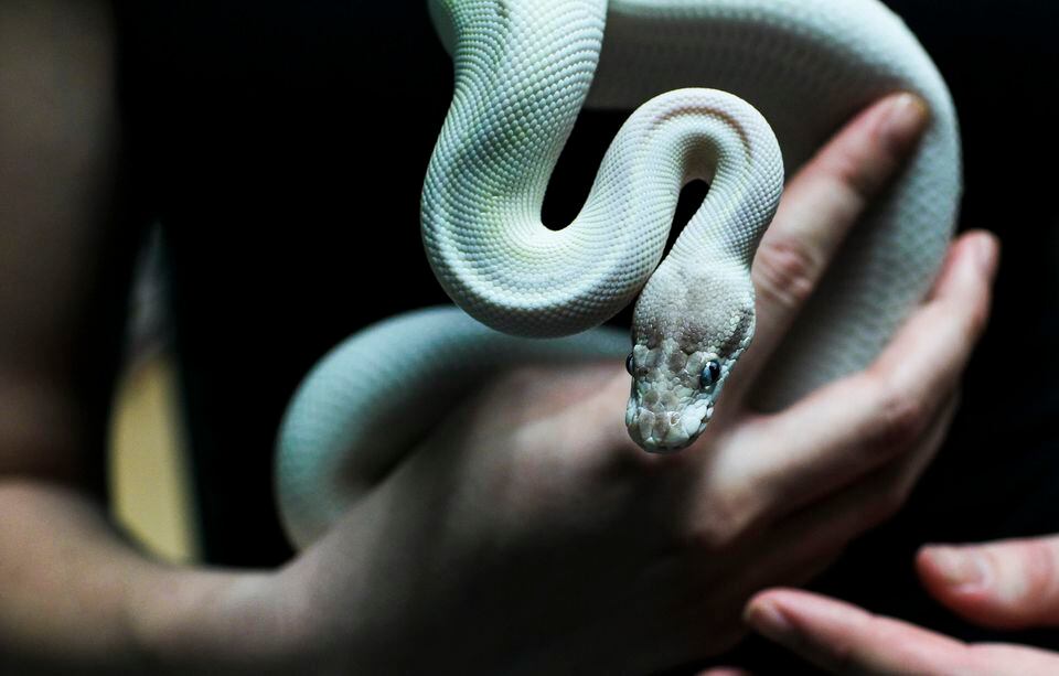 Nh store draws reptile fans from around the region