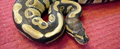 Ball python care