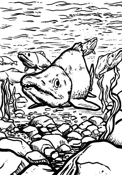 Salmon run stock illustration
