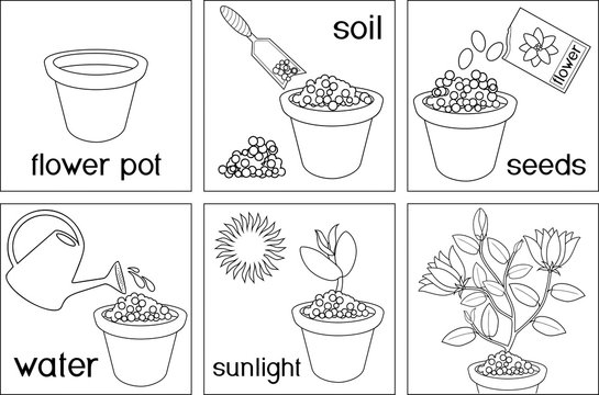 Coloring page instructions on how to plant flower in six easy steps with titles step by step vector