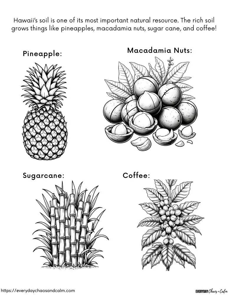Free educational hawaii coloring pages for kids