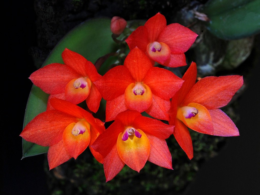 Sophronitis cernua a miniature brazilian species peter