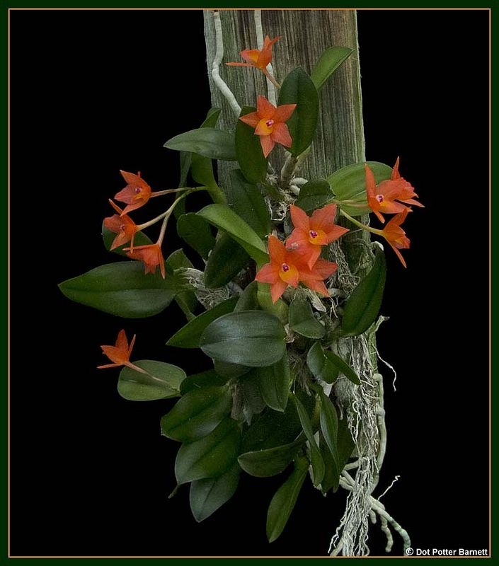 Sophronitis cernua orchid forum