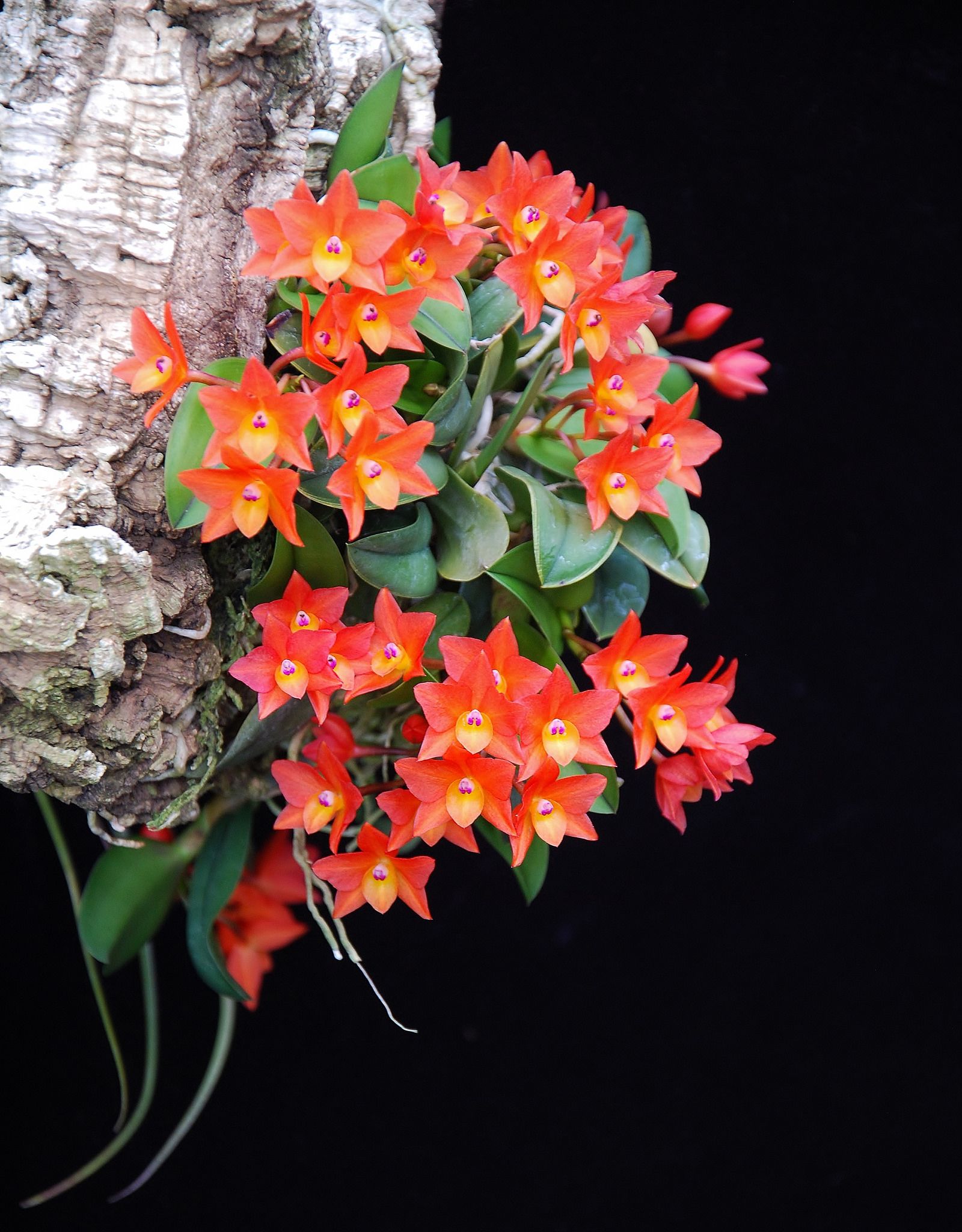 Sophronitis cernua so cheery exotic orchids orchids vanda orchids
