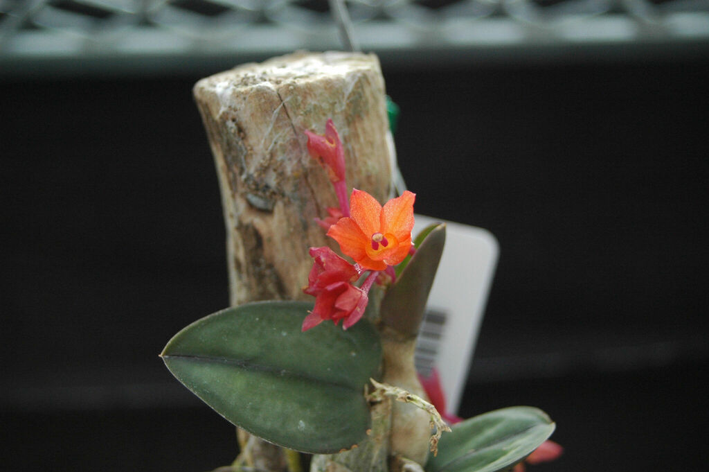 Cattleya cernua orquãdeas de cunha