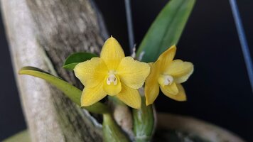 Sophronitis syn cattleya cernua flava yellow lanterns orchid forum