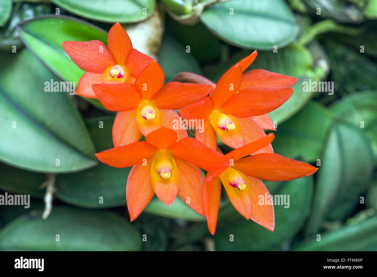 Sophronitis cernua hi