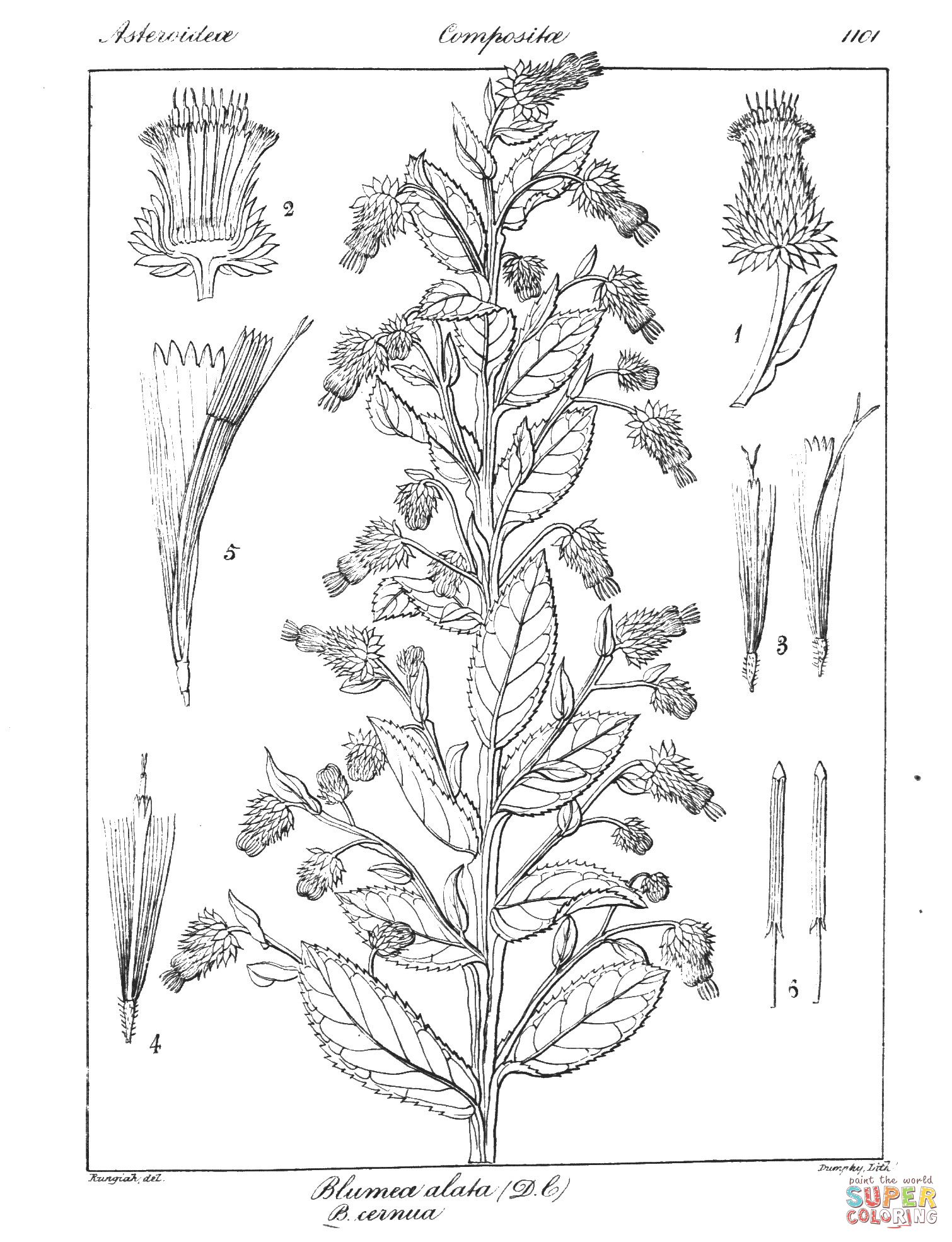 Blumea alata and blumea cernua coloring page free printable coloring pages