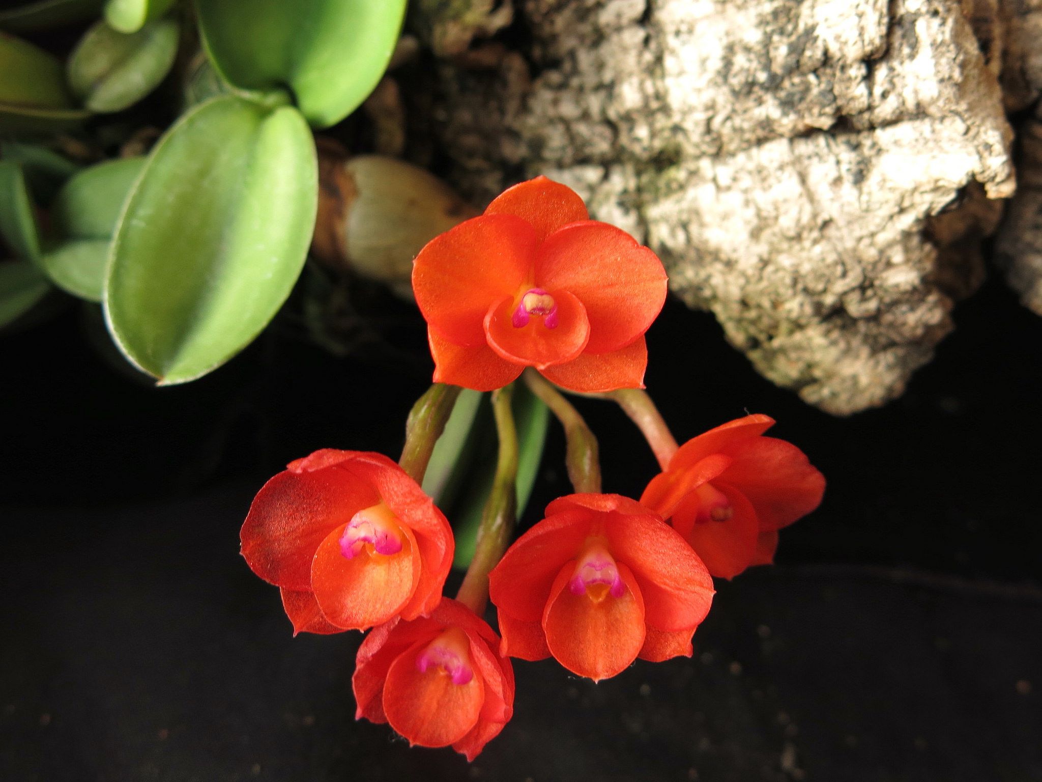 Sophronitis cernua tokyo round orchids miniature orchids orchid flower
