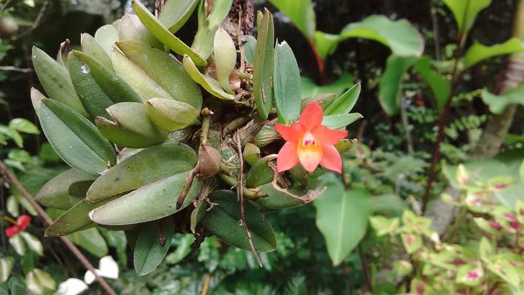 Cattleya cernua orquãdeas de cunha