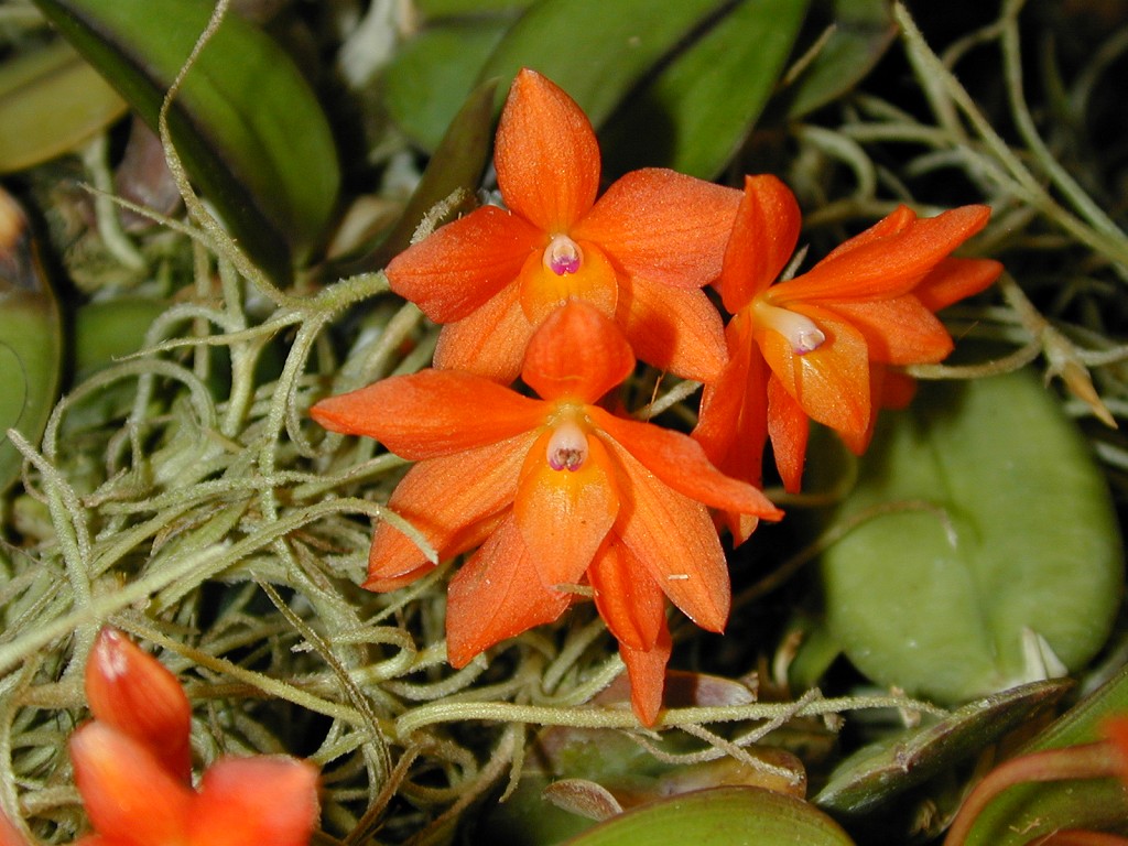 Andys orchids