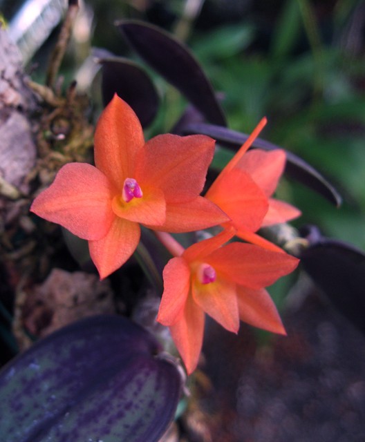 Sophronitis cernua