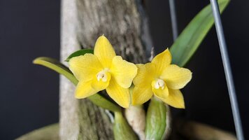 Sophronitis syn cattleya cernua flava yellow lanterns orchid forum