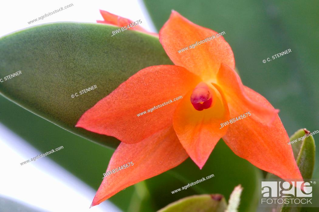 Cattleya sophronitis cattleya cernua sophronitis cernua flower stock photo picture and rights managed image pic bwi