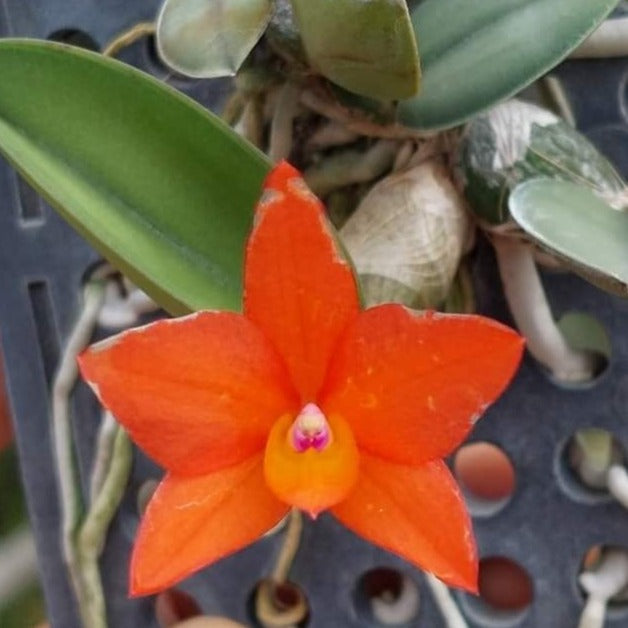 Sophronitis cernua cattleya cernua â te orchids nursery