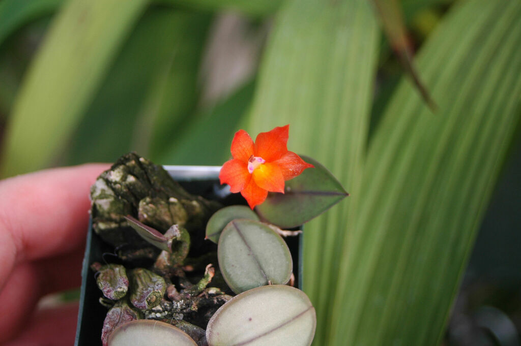 Cattleya cernua orquãdeas de cunha