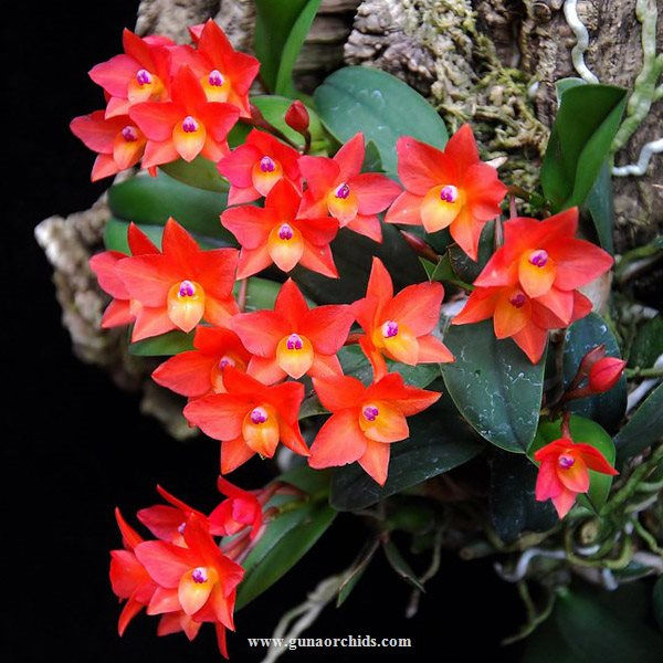 Buy sophronitis cernua orchid online guna orchids