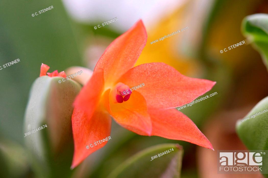Cattleya sophronitis cattleya cernua sophronitis cernua flower germany north rhine