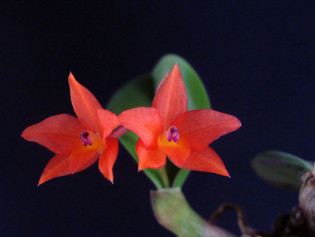 Sophronitis cernua
