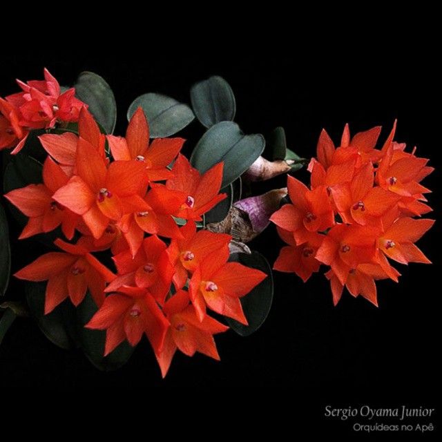 Sophronitis cernua orquideas orquideasnoape orchids orchid house beautiful orchids orchid photo