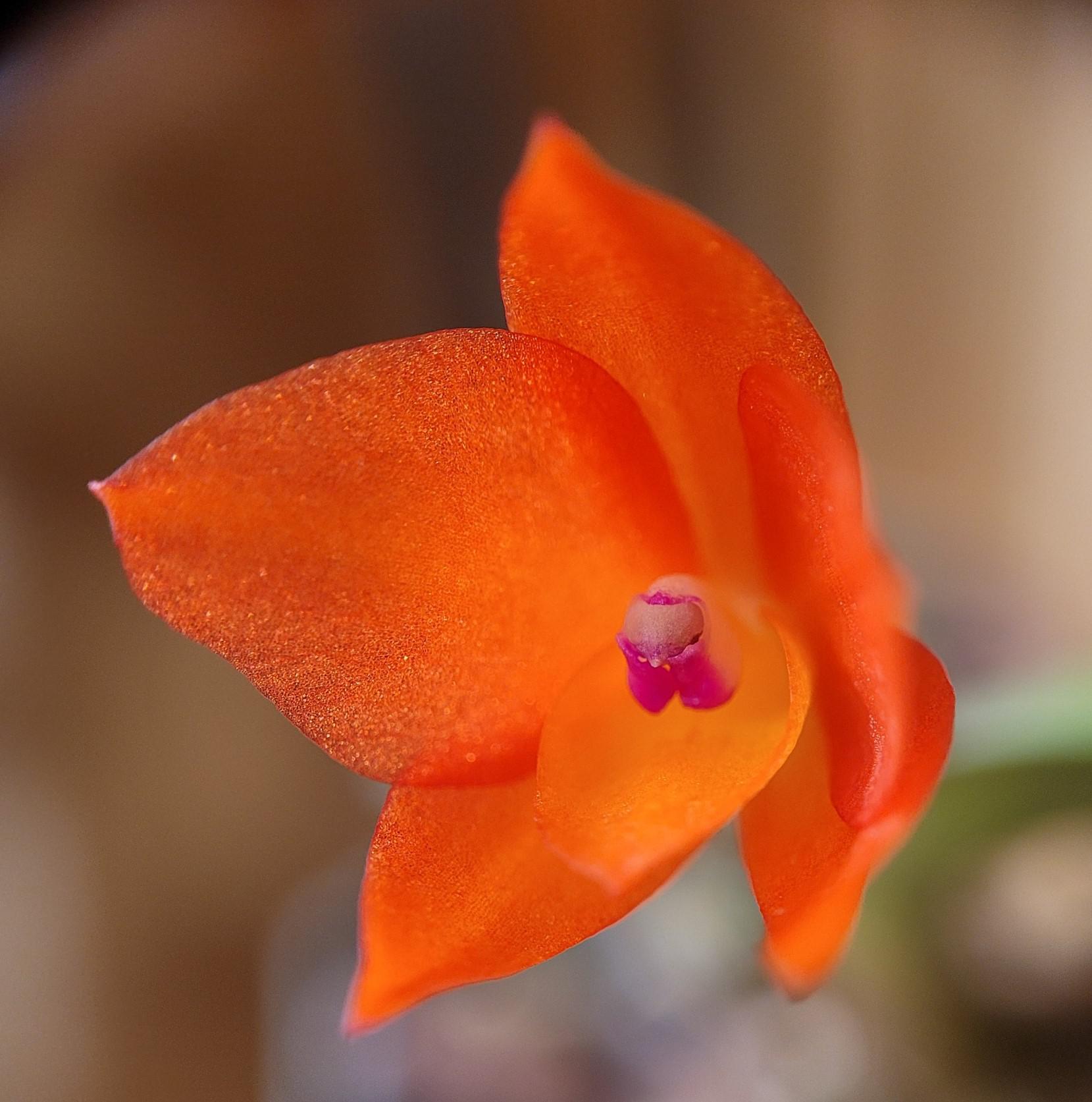 Sophronitis cernua miniature brazilian species rorchids