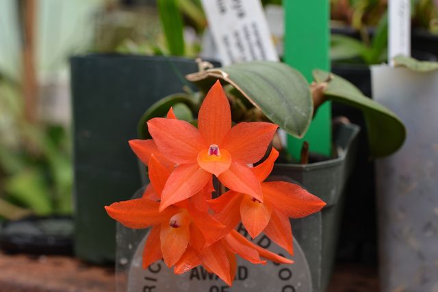 Sophronitiscattleya cernua n elizabeth grace amaos orchid forum