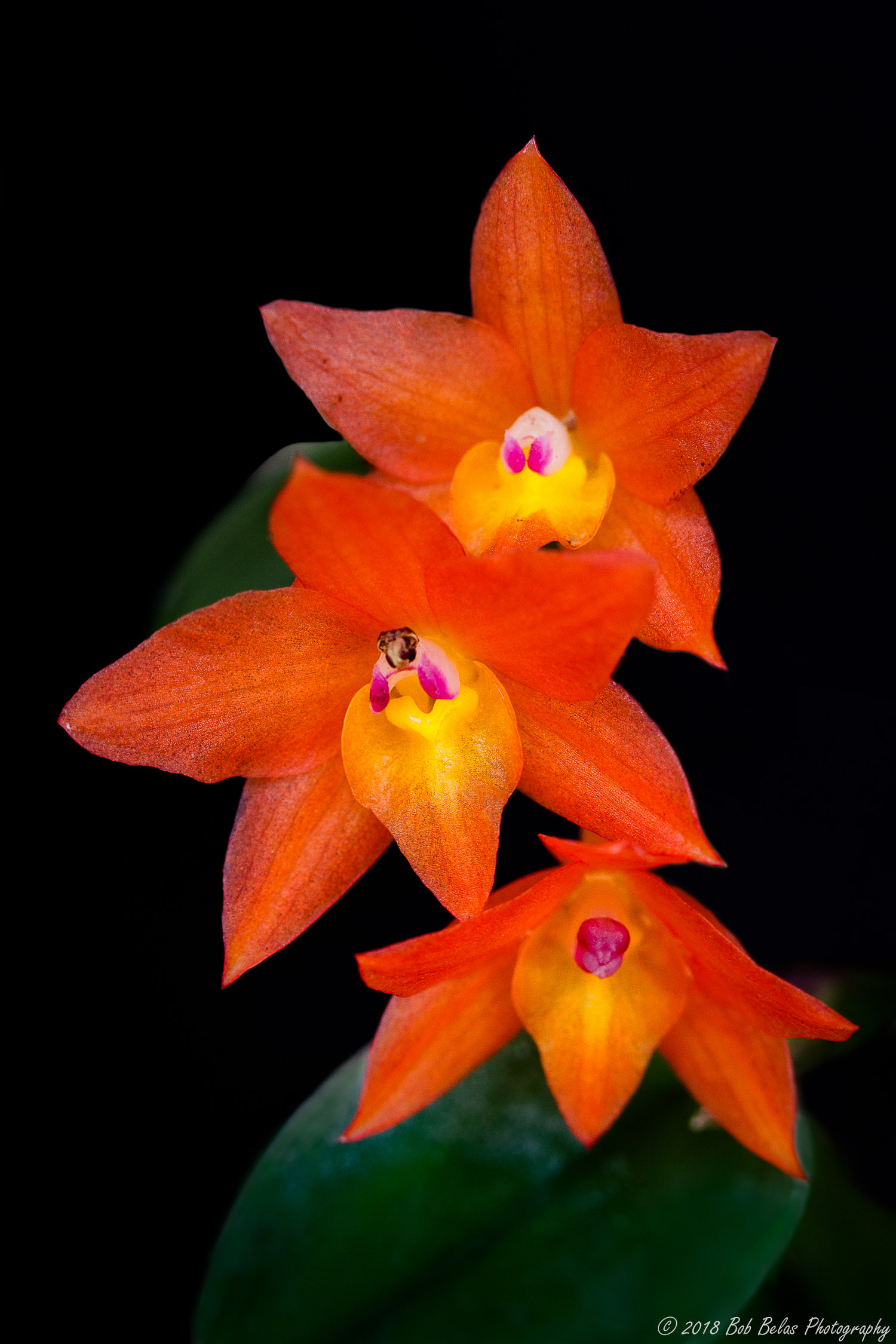 Orchids of summer sophronitis cernua â robert belas photography blog posts