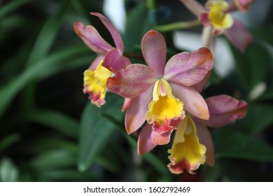 Orchid cattleya cernua before classified sophronitis stock photo