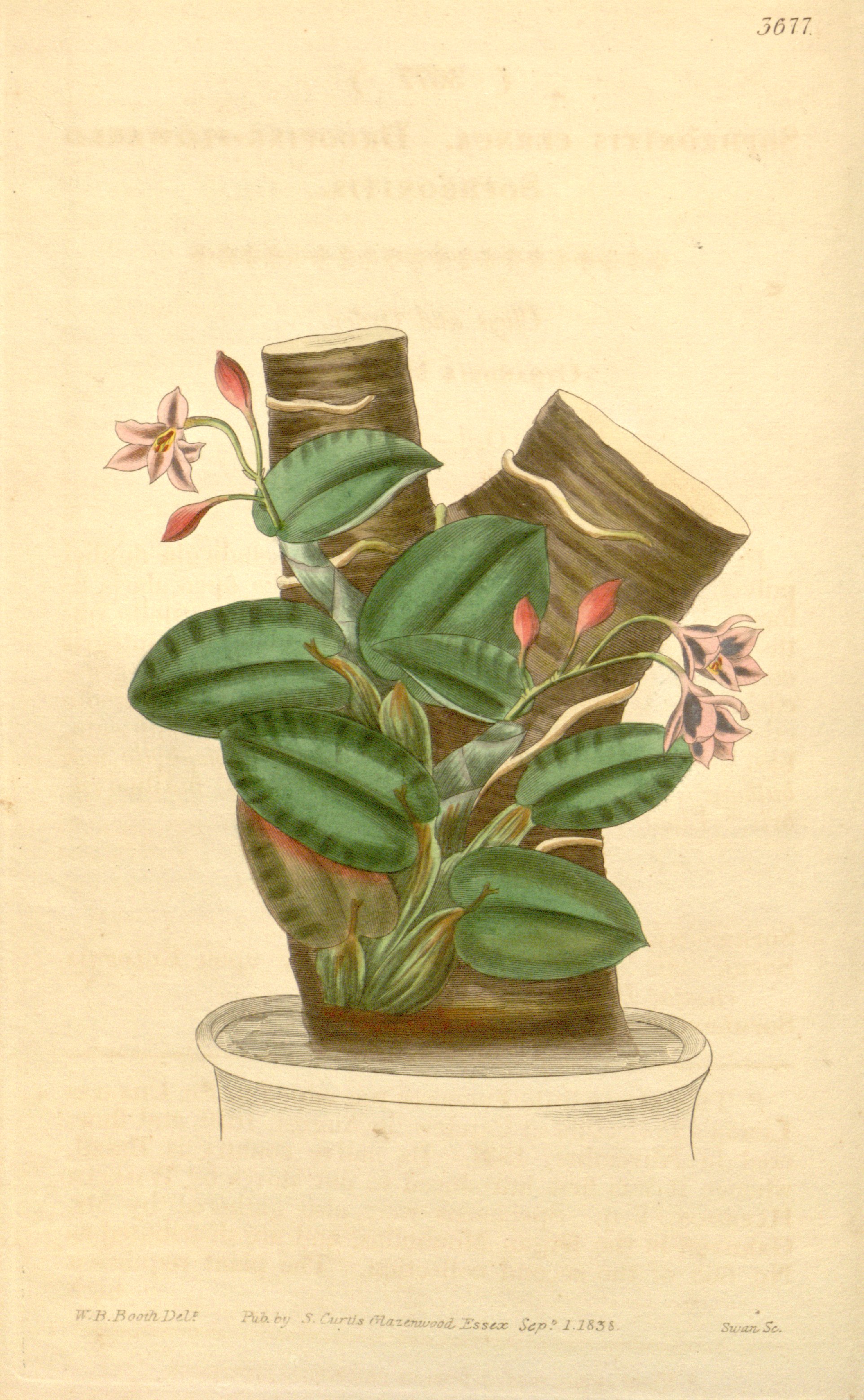 Filesophronitis cernuajpg