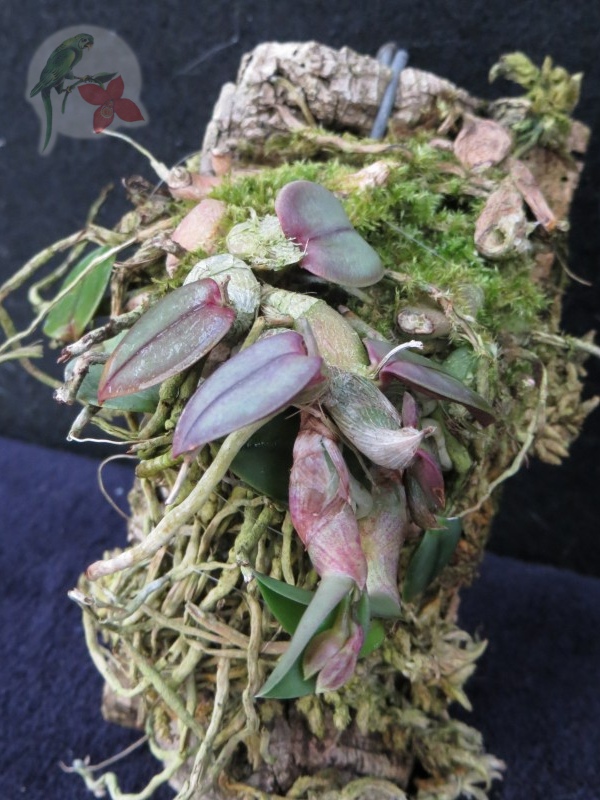 Cattleya cernua