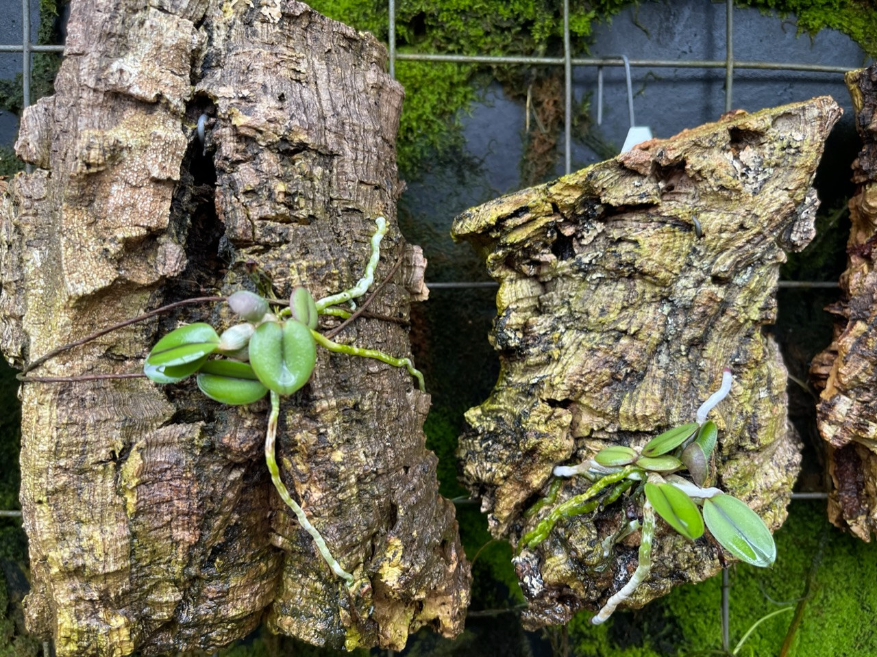Sophronitis cernua