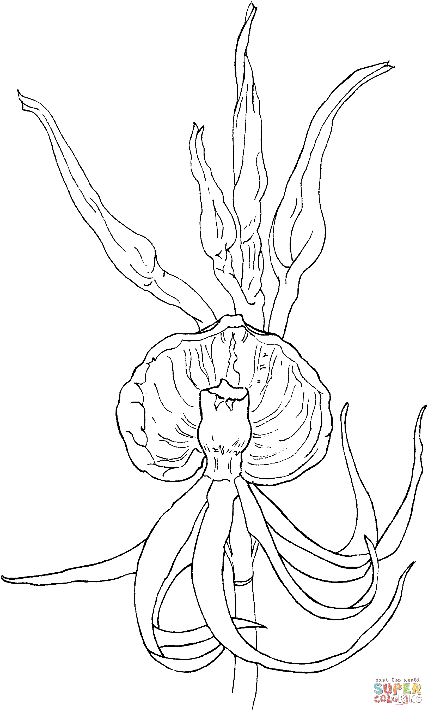 Sophronitis cernua orchid coloring page