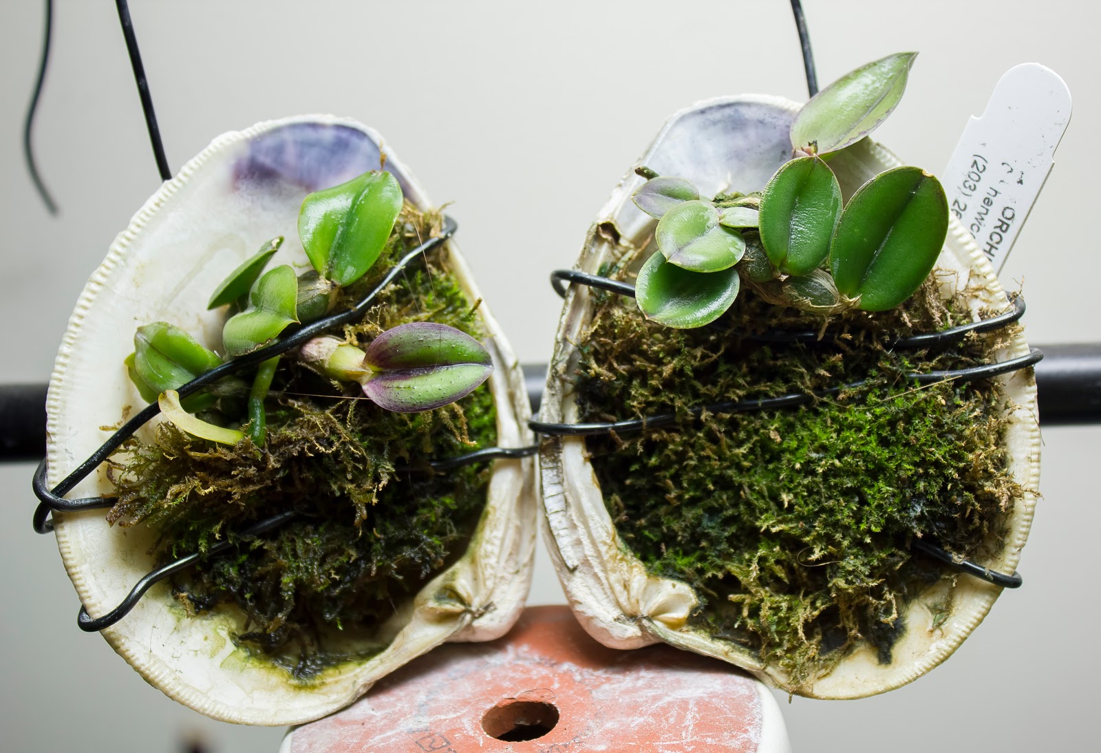 Marias orchids flower buds on sophronitis cernua