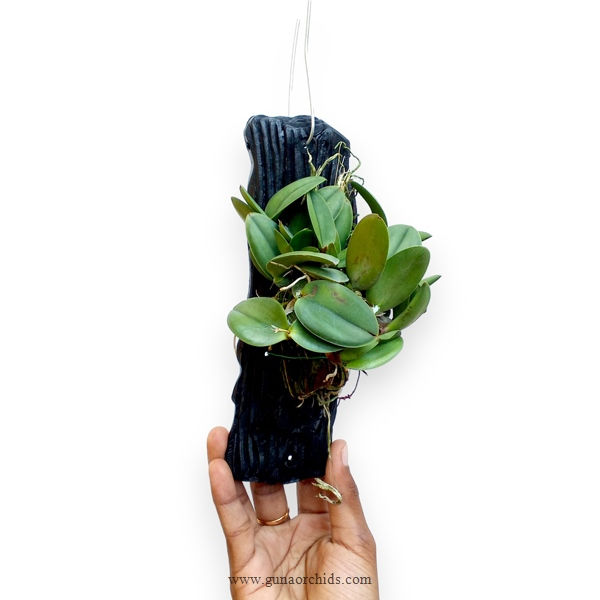 Buy sophronitis cernua orchid online guna orchids