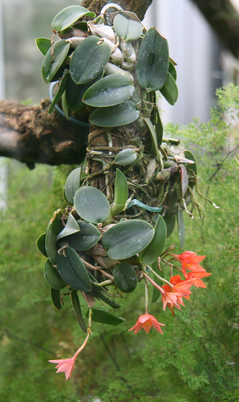 Filesophronitis cernua jpg