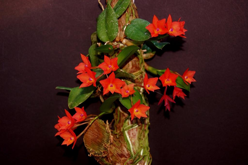 C sophronitis cernua and c sophronitis crnua x l anceps