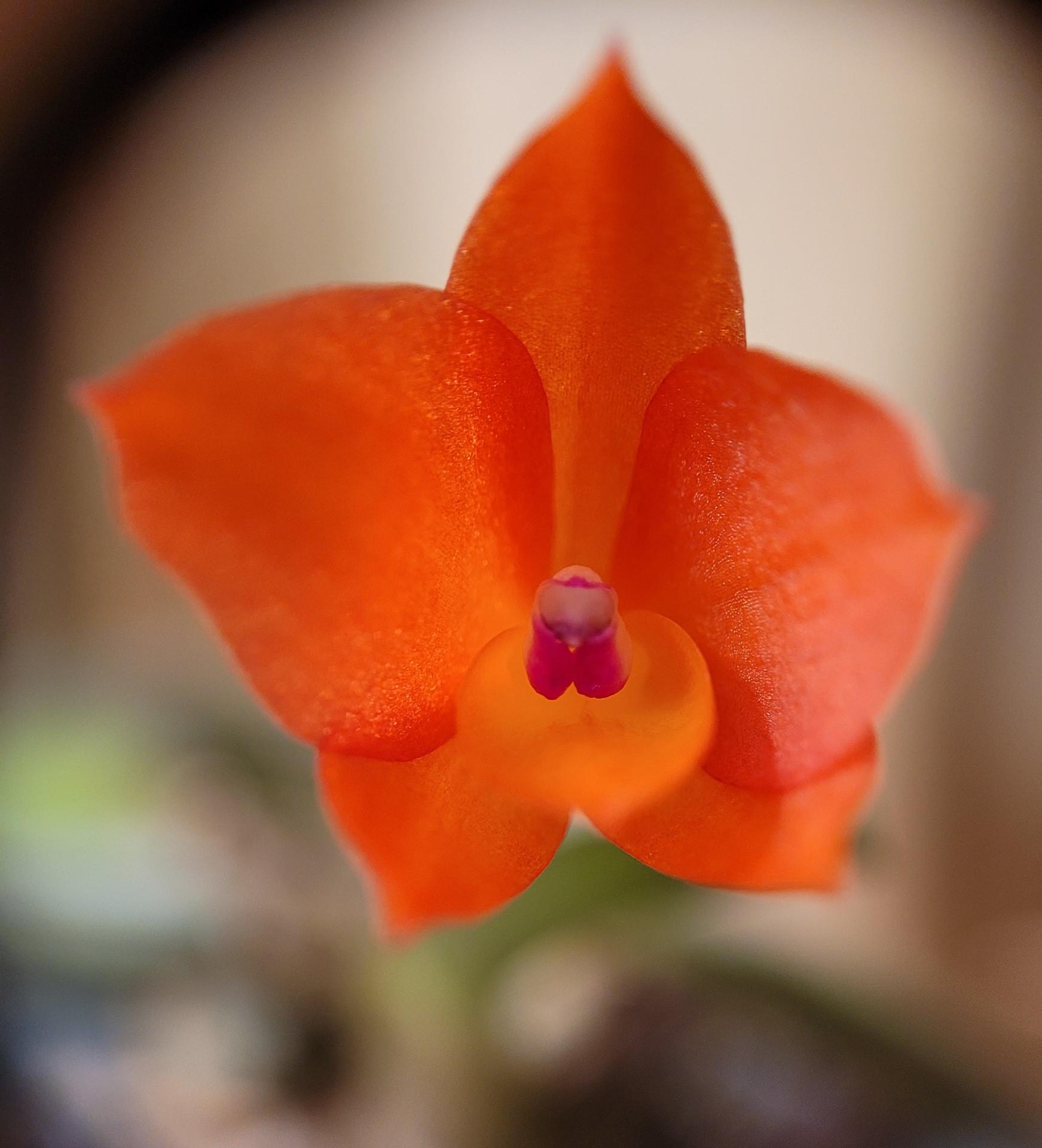 Sophronitis cernua miniature brazilian species rorchids