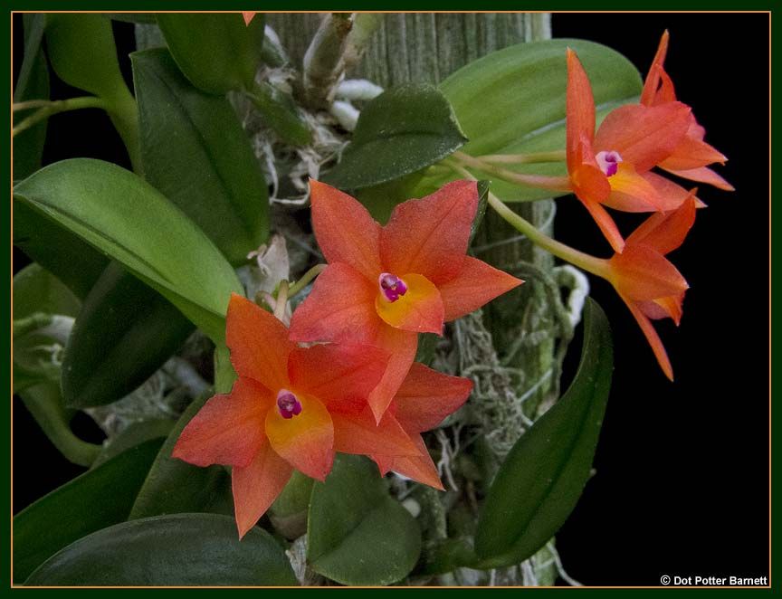 Sophronitis cernua orchid forum
